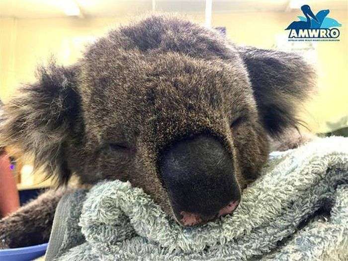 Австралійці допомагають коалам, що отримав опіки (7 фото)