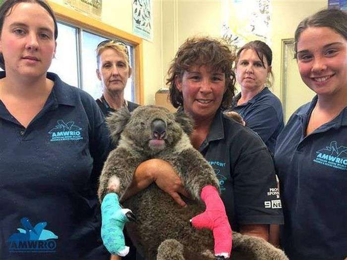 Австралійці допомагають коалам, що отримав опіки (7 фото)