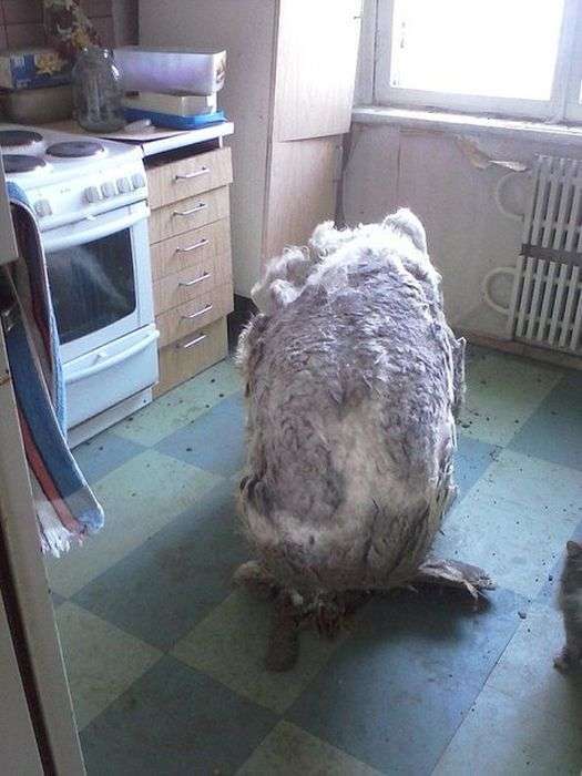 За рік собака, замкнена в квартирі, перетворилася в кошлате чудовисько (19 фото)
