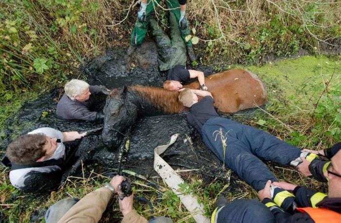 Порятунок коні з болота (7 фото)