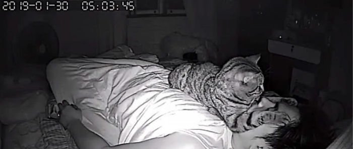 Запись со скрытой камеры: что делает кот, когда спит хозяин интересное