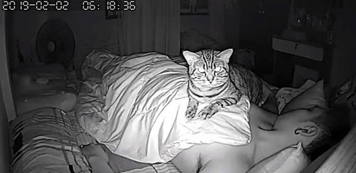 Запись со скрытой камеры: что делает кот, когда спит хозяин интересное