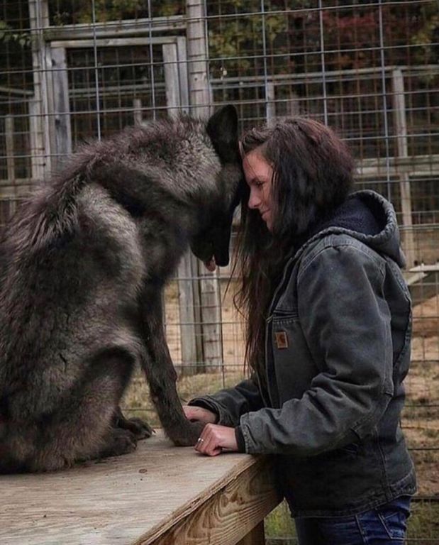 18 фото волкопсов, после которых тоже хочется завести себе большую собаку зверушки,живность,питомцы, Животные