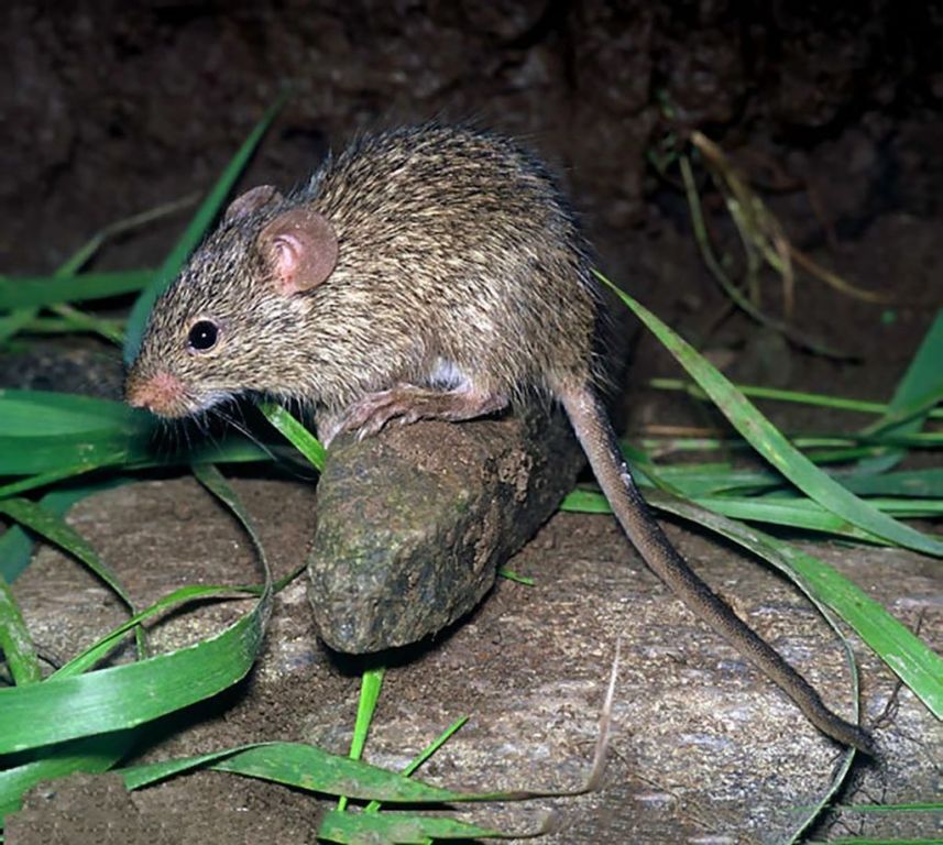 Травяная мышь, или нилотская травяная мышь зверушки,живность,питомцы, Животные