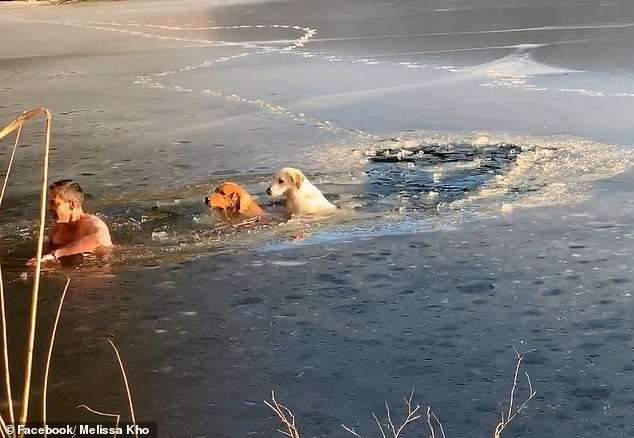 Тимофей Юрьев — житель Нью-Йорка спас двух собак из ледяной воды Интересное