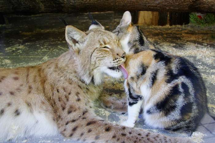 Кошка Дуся подружилась с дикой рысью и живет с ней в зоопарке уже 12 лет Интересное