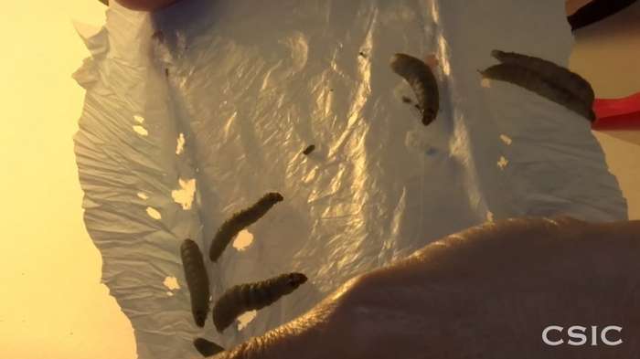 Ученые обнаружили червей, поедающих пластик. И это замечательные новости для нашей планеты Интересное