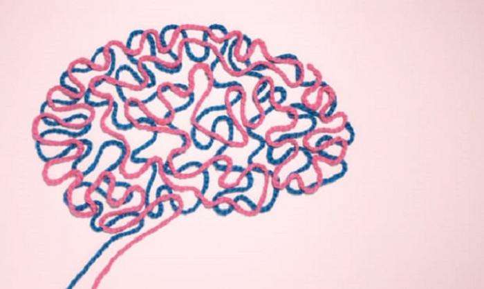 Чем отличается мозг мужчин и женщин: последние исследования Интересное
