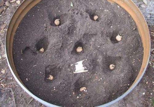 Интересный способ выращивания картофеля, когда место под посадку ограничено. 
