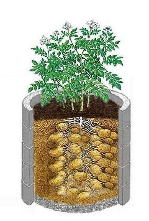 Интересный способ выращивания картофеля, когда место под посадку ограничено. 
