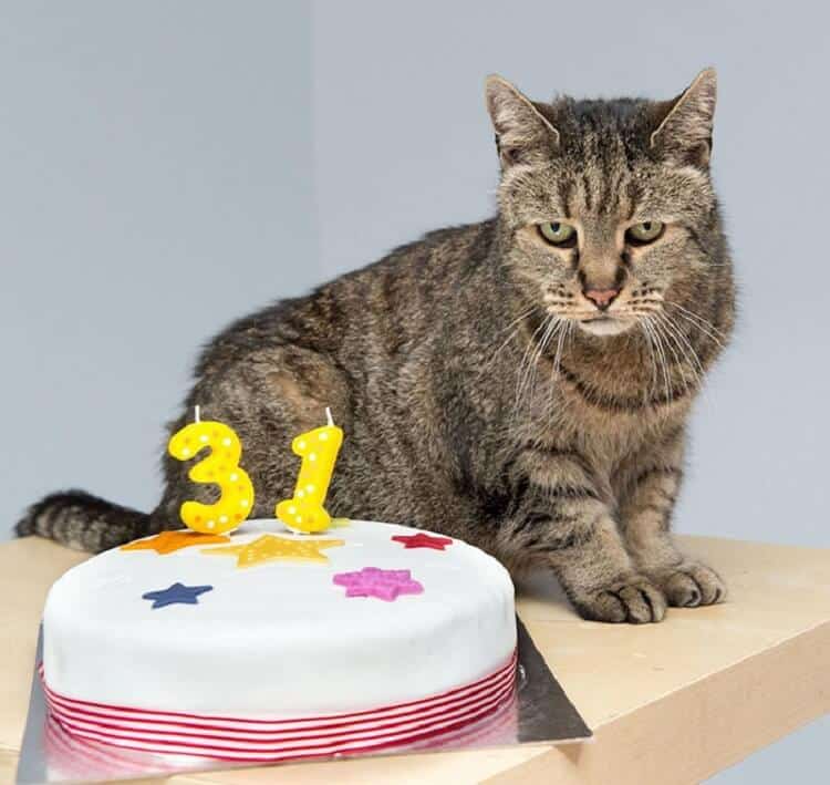 Самому самому коту в мире исполнился 31 год истории из жизни