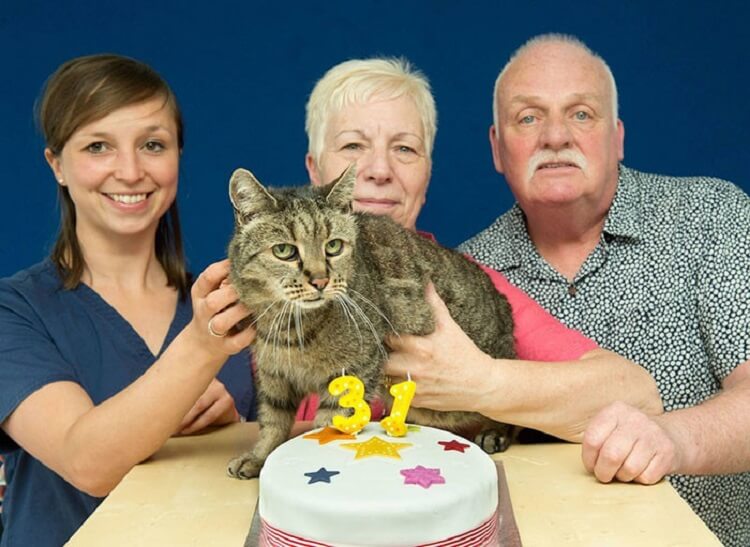 Самому самому коту в мире исполнился 31 год истории из жизни
