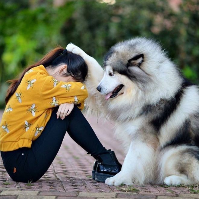 20 умилительных фото собак, которые безгранично любят своих хозяев 