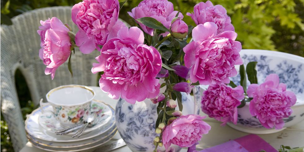 12 фактов о пионах, которые вам захочется пересказать подругам цветы