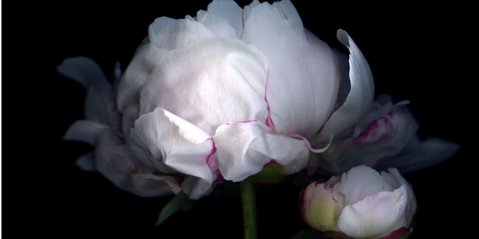 12 фактов о пионах, которые вам захочется пересказать подругам цветы