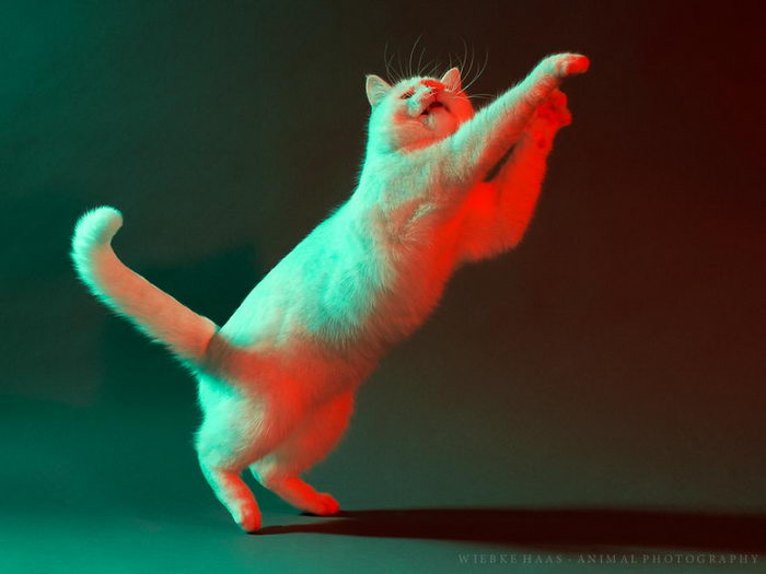Студийная съемка кошек: Пушистые красотки в неоновом свете 
