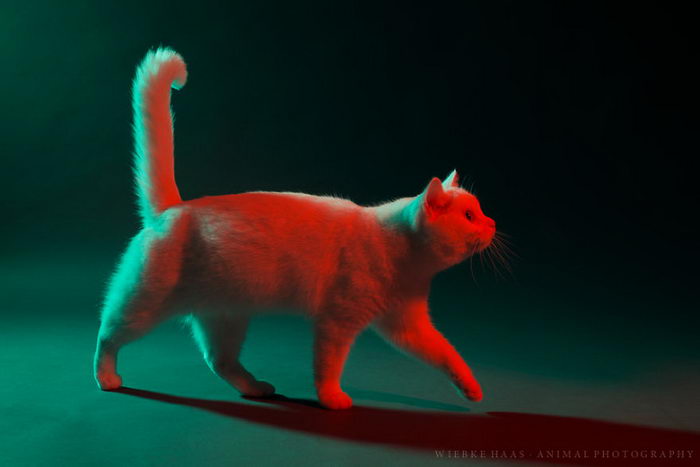 Студийная съемка кошек: Пушистые красотки в неоновом свете 